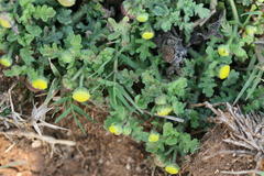 Grangea maderaspatana